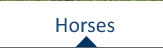 View our Horses 